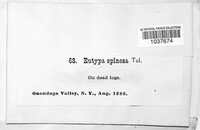 Eutypa spinosa image